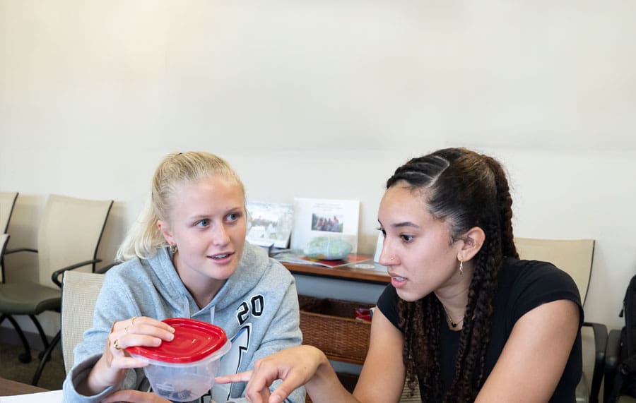 Two students looking at lanternflies in containers in Kirsten Bohn's behavioral biology animal behavior lab